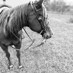 Meet your Posher, Lacey